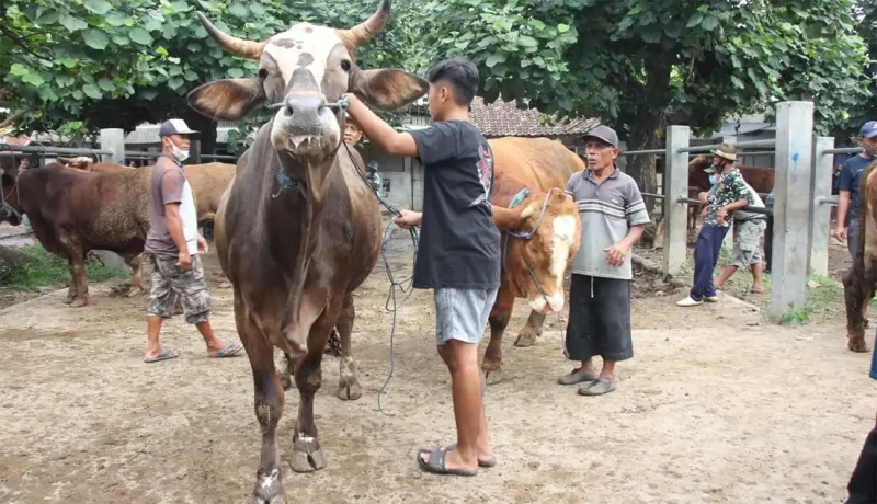 Suasana Pasar sapi Jetis, Ponorogo. foto/kompng