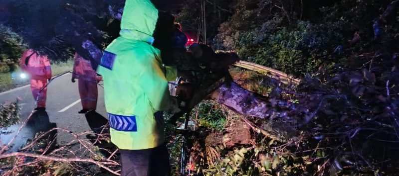 Polisi, BPBD dan Warga Sigap Evakuasi Pohon Tumbang Tutup Total Jalur Tembus Sarangan